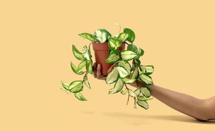 Végétal à venir adopter à la grande vente de Plantes pour Tous
