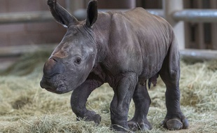 Un rhinocéros blanc du sud conçu par insémination artificielle est né au zoo de San Diego le 28 juillet 2019.