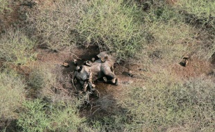 Photographie aérienne transmise par la Société de protection de la faune WCS montrant une carcasse d'éléphant victime de braconniers dans un parc national au Soudan du Sud, le 10 juillet 2015
