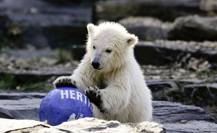 La petite Hertha, quatre mois, nommée ainsi d'après le club de foot de Berlin.
