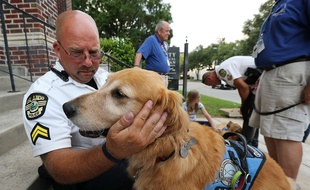 Depuis ce dimanche 12 juin 2016, les chiens de confort soutiennent les victimes traumatisées de la tuerie d'Orlando, aux Etats-Unis.