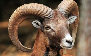 Un mouflon (illustration).