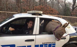 Un âne est ramené chez lui dans une voiture de police, le 1er décembre, dans le district de Norman dans l'Oklahoma.