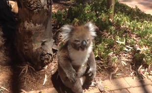 Capture d'écran d'une vidéo YouTube montrant une femelle koala pleurer après s'être fait pousser de son arbre par un mâle, en Australie.