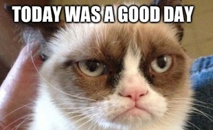 Mème de Grumpy cat.