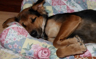 Illustration d'un chien