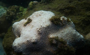 Photographie non datée, transmise par l'University of Technology de Sydney, montrant des coraux blanchis, dans la Baie de Sydney