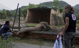 L'éléphant Kaavan va pouvoir bientôt partir du zoo d'Islamabad, la capitale du Paksistan où il était maltraité depuis 35 ans.