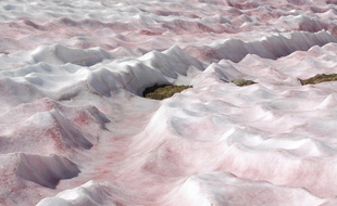 Chlamydomonas nivalis, l'algue qui colore la neige en rose