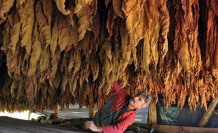 Christian Carrier, a French farmer checks the drying of tobacco leafs on November 2, 2010 at his farm in Saint-Laurent-la-Valee, southern France. AFP PHOTO PIERRE ANDRIEU