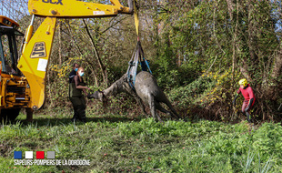 Les pompiers ont dégagé un cheval pris au piège dans un fossé
