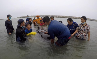 Un groupe de volontaires et de vétérinaires tente de secourir une baleine dans le sud de la Thaïlande, le 28 mai 2018.