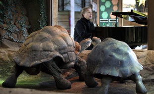 Richard Clayderman joue pour les tortues des Galapagos du zoo de Londres, le 7 février 2013.