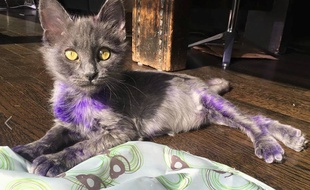 Smurf, le petit chat violet.