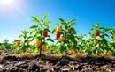 Canicule et sécheresse au potager : ces astuces simples garantissent des poivrons colorés et savoureux tout l’été