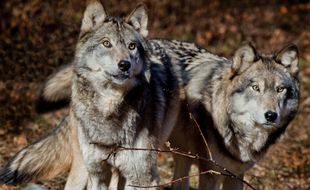 Des loups (illustration)