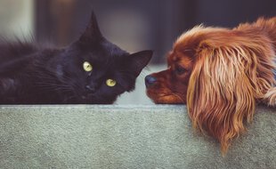 Animaux de compagnie (illustration).