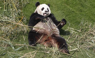 La femelle panda, HaoHao, dans son enclos au Parc Pairi Daiza en Belgique.