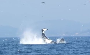 Une orque propulse un phoque à 25 mètres de hauteur, près de Victoria, au Canada.