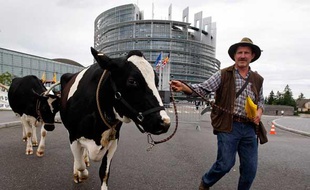 Un producteur de lait et ses vaches devant le Parlement européen, à Strasbourg, après une nouvelle manifestation pour protester contre la baisse des prix du lait, mardi 14 juillet 2009.