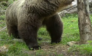 Un ours filmé le 24 mai dans les Pyrénées.