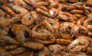 Des crustacés seraient contaminés par des particules de plastique.