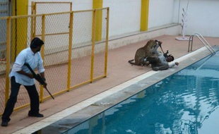 Un léopard attaque un homme identifié par les médias indiens comme Sanjay Gubbi, un défenseur des animaux, dans une école privée proche de Bangalore, le 7 février 2016
