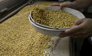 Des graines de soja triées dans une usine de Santa Fe, en Argentine, le 13 septembre 2017.