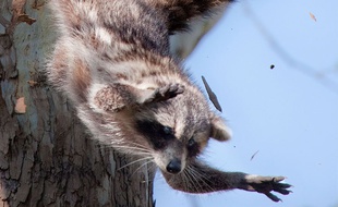 Un animal charmant... mais salissant.