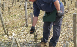 A Saint-Estèphe, le 24 mars 2016, pose de diffuseurs de phéromones dans les vignes du château Cos Labory pour éviter la prolifération du ravageur appelé la tordeuse de la grappe.