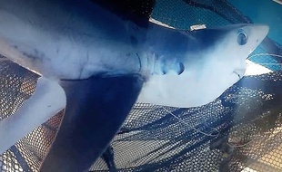 Ce jeune requin bleu a été immédiatement relâché.