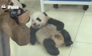 Un bébé panda prend la pose lors d'une séance photo à la Bifengxia Panda Base, à Ya’an, en Chine.