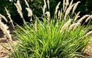 Ne manquez pas la fenêtre idéale : plantez Miscanthus et Calamagrostis fin août pour des massifs secs magnifiques sans entretien