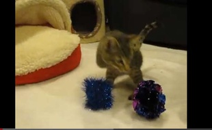 Capture d'écran d'une vidéo de Mercury, le chaton dont les deux pattes avant ont été tranchées.