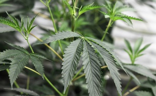 Des plants de marijuana (image d'illustration).