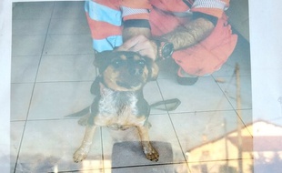 Retrouvée sur une voie ferrée tarnaise par des agents SNCF, cette petite chienne recherche son maître.