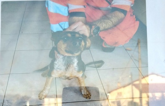 Tarn: Des agents SNCF récupèrent un chien sur la voie ferrée, son propriétaire retrouvé