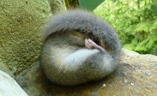 Un loir en train de dormir (illustration).