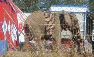Samba devait être le premier éléphant à intégrer le refuge installé dans le Limousin.