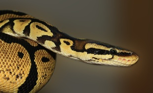 Illustration d'un python.