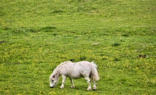 Illustration d'un poney.