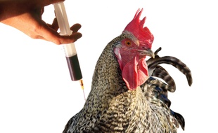 Ilustration grippe aviaire
