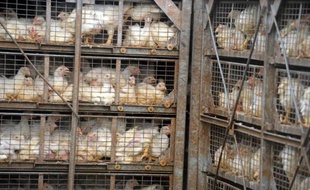 Des poulets sur le chemin de l'abattoir, le 17 juillet 2012, en Bretagne
