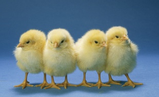Des poussins. Illustration.