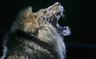 Lion de cirque, illustration