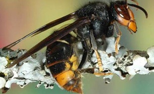 Un frelon asiatique (vespa velutina).