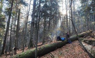 Des hêtres centenaires et majestueux grattent le ciel au coeur des Carpates. La Roumanie, qui compte la plus grande surface de forêts vierges de l'Union européenne, veut mieux protéger ce "trésor" pour le climat et la biodiversité, une tâche ardue.