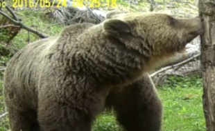 Un ours filmé dans les Pyrénées.