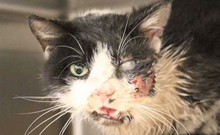 Cinq jours après avoir été enterré, Bart le chat, alias Zombie Cat, a réussi à sortir de terre.
