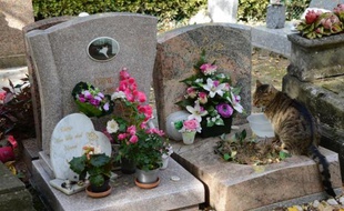 Un chat sur une tombe au cimetière pour animaux d'Asnières, le 23 octobre 2013